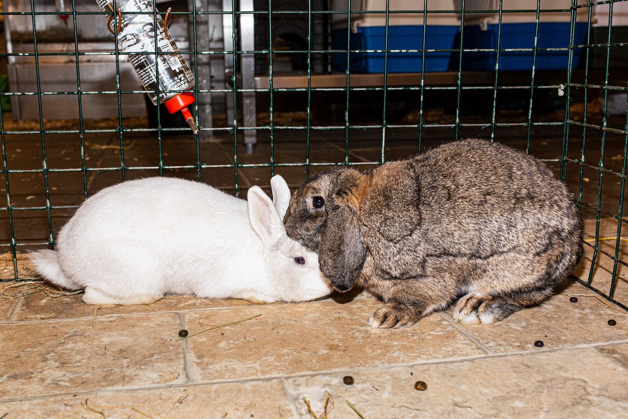 Eerste ontmoeting tussen Ireen (wit) en Seth.