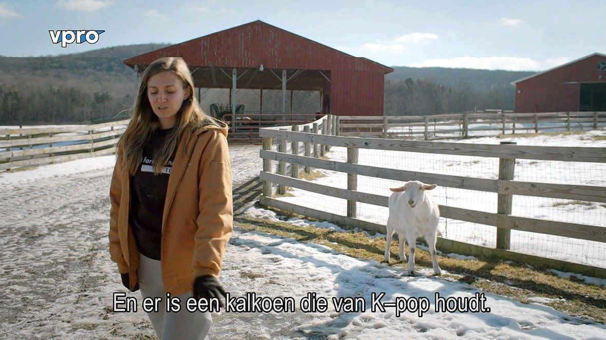 In de opvang van dierenbeschermingsorganisatie Farm Sanctuary wordt muziek ingezet om dieren te kalmeren. Een kalkoen toonde een voorliefde voor K-pop, zegt een medewerker.