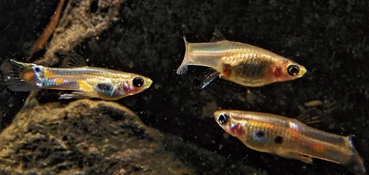 Een vrouwelijke guppy (boven rechts) wordt het hof gemaakt door twee mannetjes.