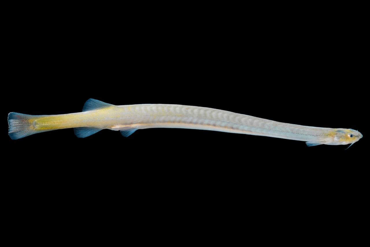 De candiru (Vandellia cirrhosa) is een parasiet die zich voedt met bloed van andere vissen, en ook een berucht cybersurveillancebedrijf. Dat moet nu echter door het leven als Caramel Tempest.