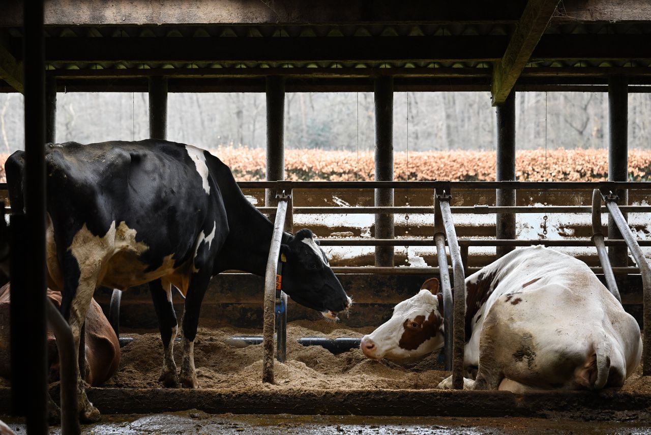 Vorig jaar gingen de koeien van Boer Leendert van Staalduijnen meer dan duizend uur de wei in: zes uur per dag keer 170 dagen.