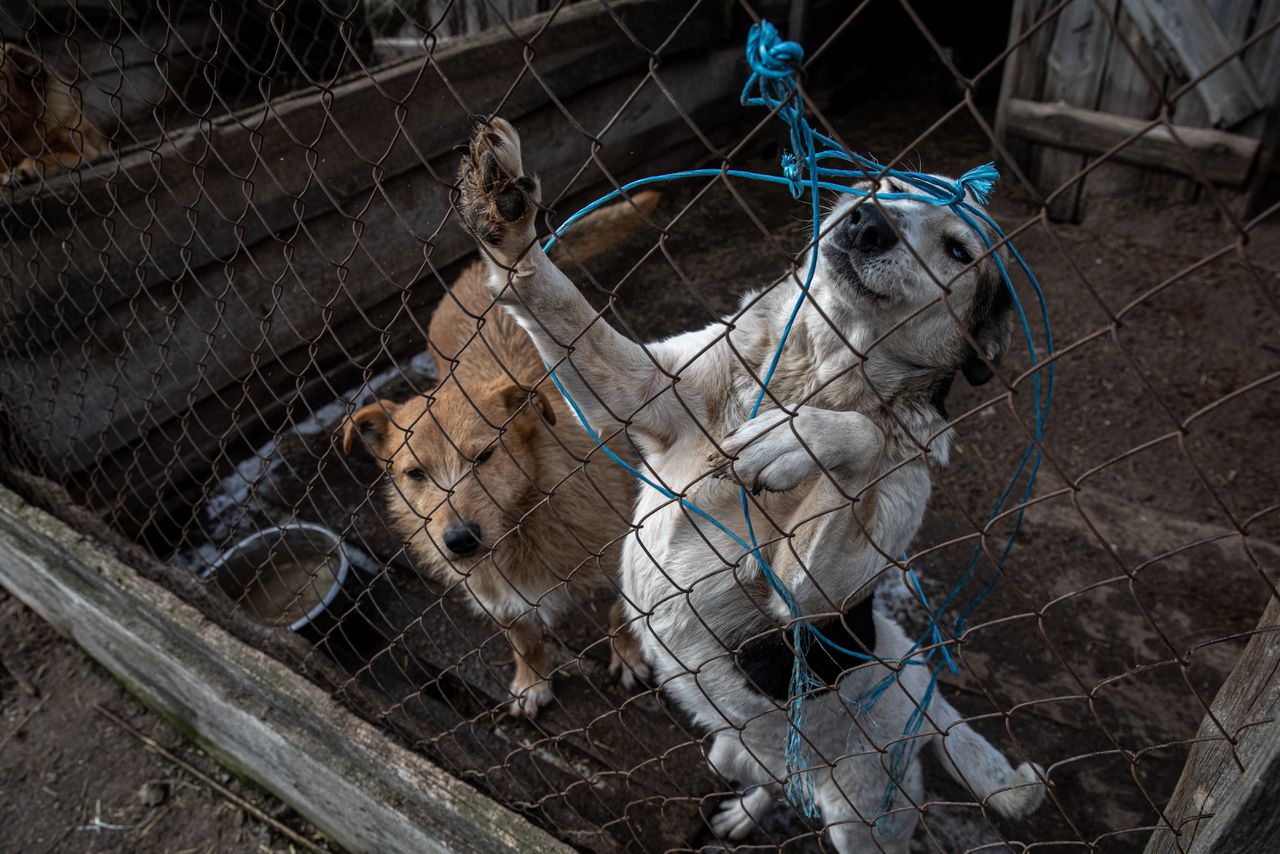 In dierenasiel Sirius, een uur naar het noorden rijden vanaf Kyiv, worden 3.500 honden en veertig katten opgevangen.