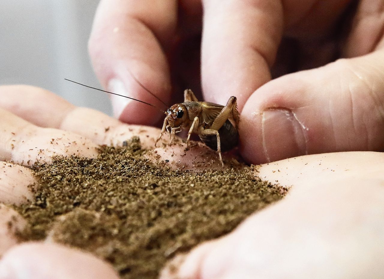 Insectenmeel van de ‘Insektarij’, de eerste Kroatische insectenboerderij