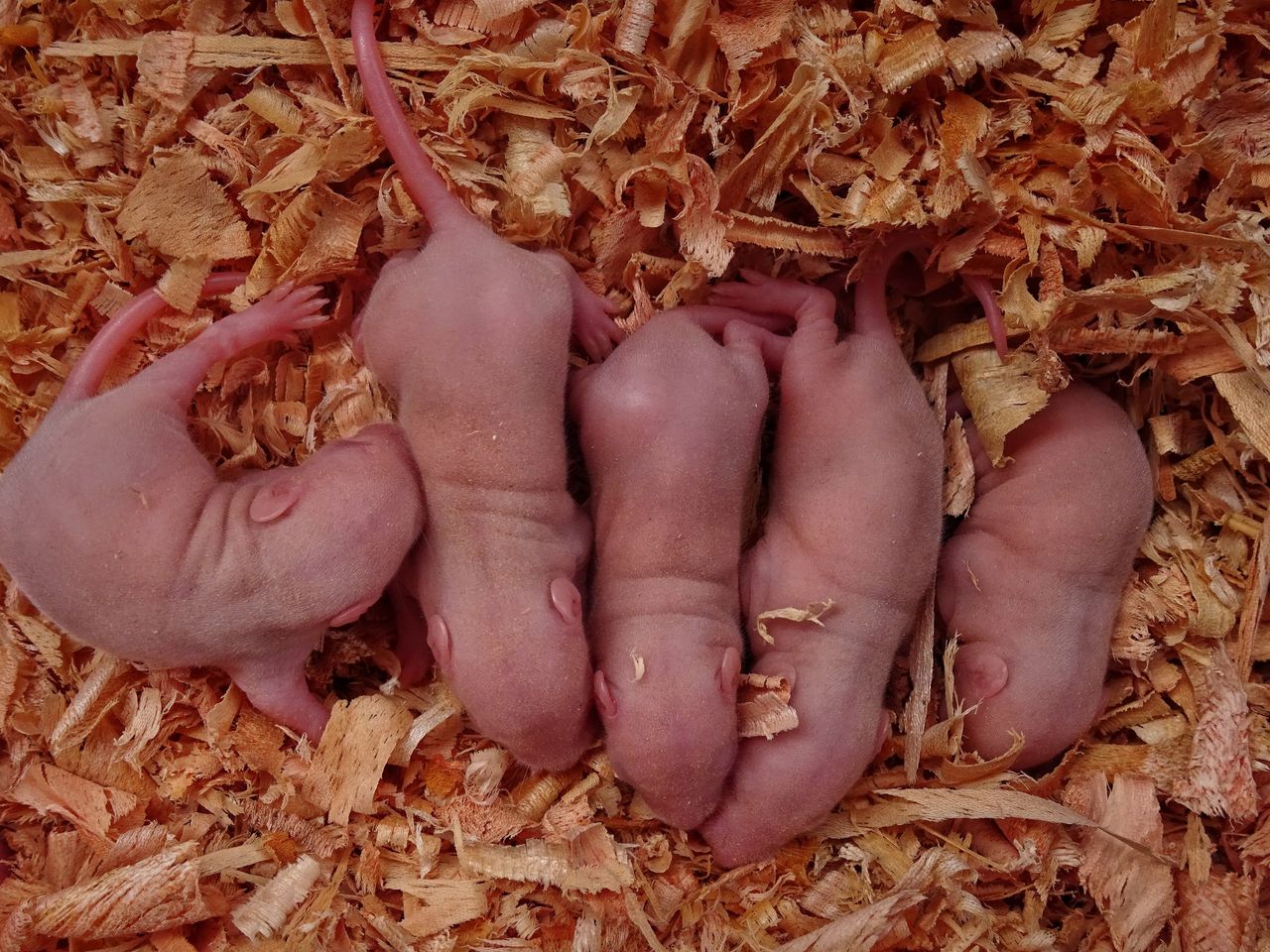 Jonge muizen. Van de 630 embryo’s uit het Japanse experiment waren slechts zeven pups levensvatbaar.