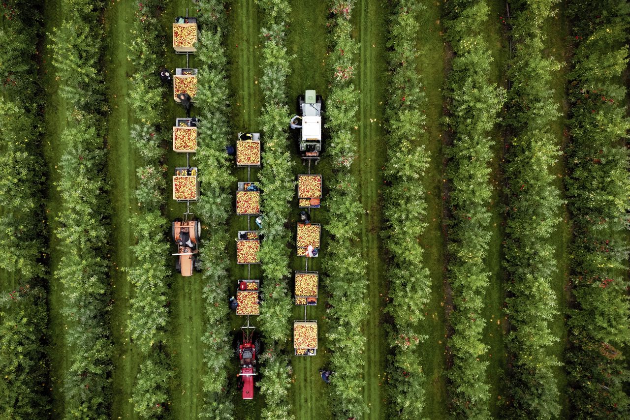 Appelpluk in de Betuwe. Een op de drie uitzendkrachten is een arbeidsmigrant.