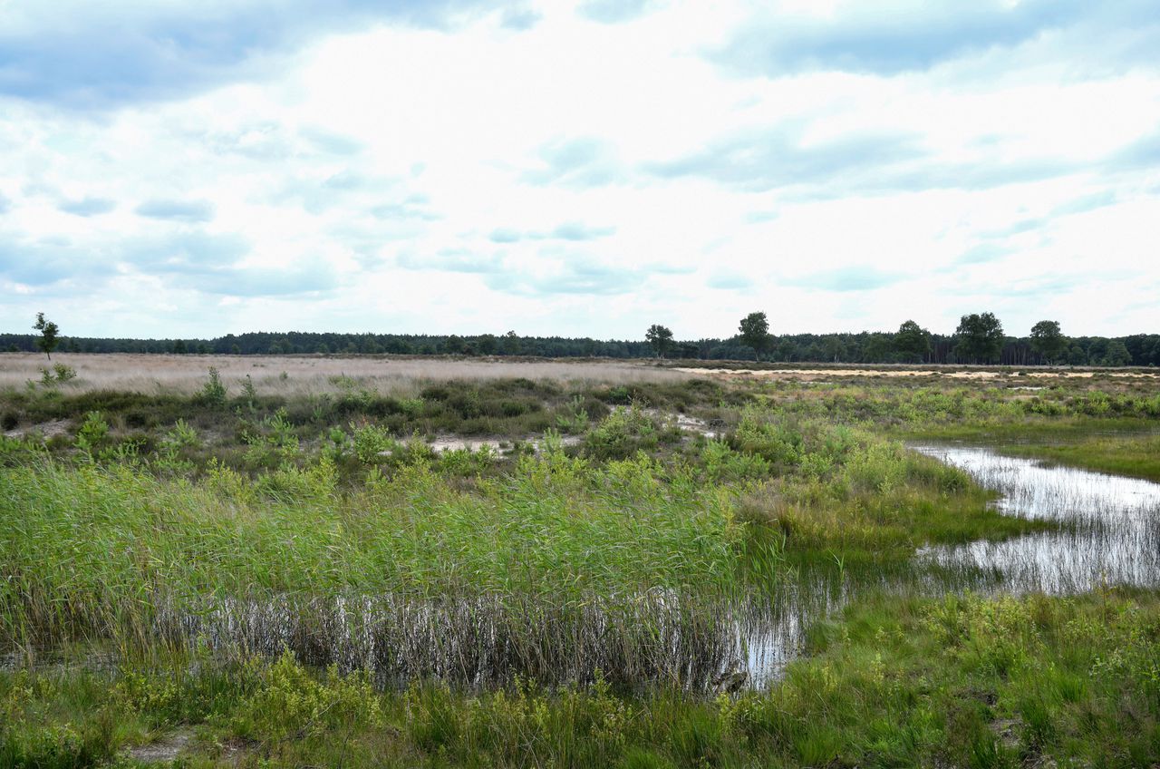 Natura 2000 gebied bij Kootwijk, een terrein van Staatsbosbeheer.