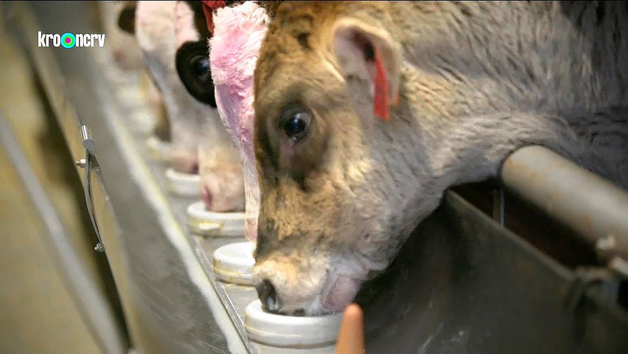 Keuringsdienst van waarde: Hoe langer mestkalveren melk drinken, hoe lichter hun vlees blijft.