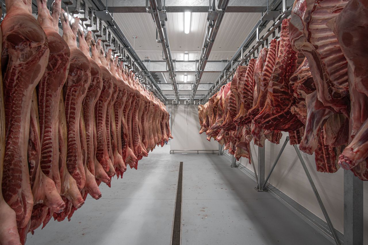 Karkassen van varkens in de koelruimte van een slachthuis.