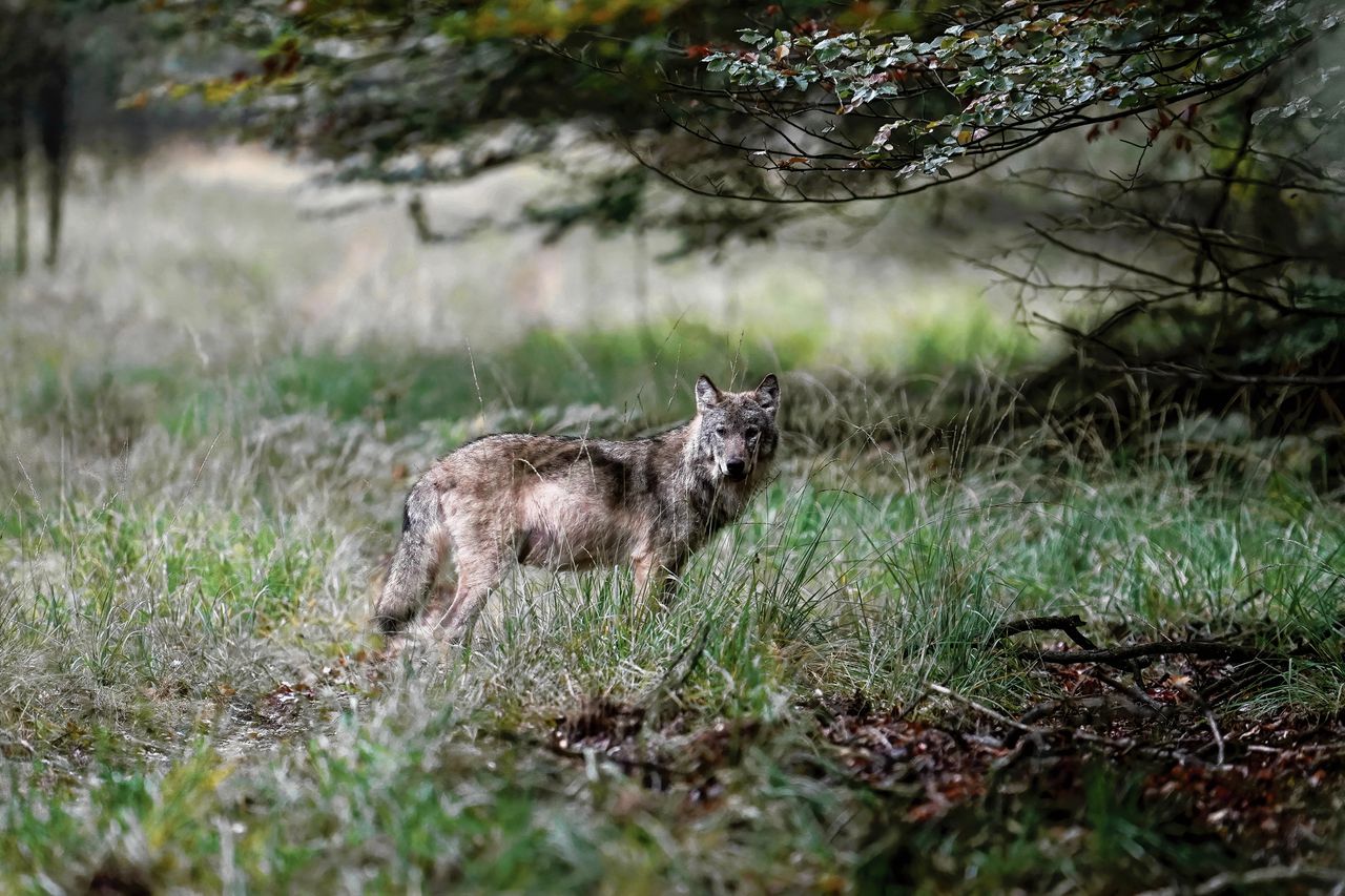 Een wolf op de Veluwe. In Nederland houden zich intussen zo’n 35 wolven op. Er zijn er al zeventien doodgereden.