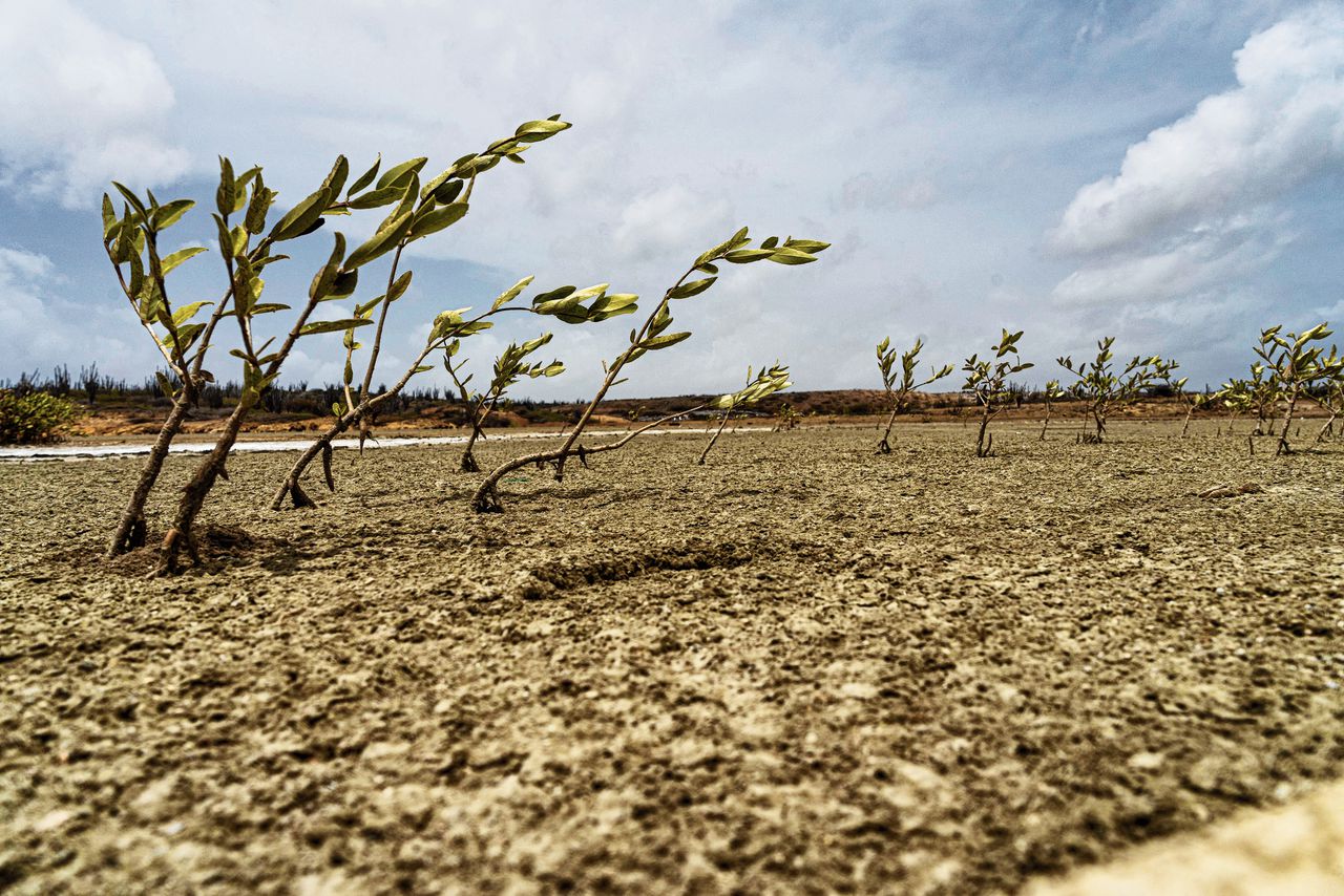 Mangroveboompjes op de uitgedroogde bodem op Bonaire. Het eiland krijgt in de toekomst vaker te maken met overstromingsgevaar, sterfte van koraal, extreme hitte en tropische stormen.