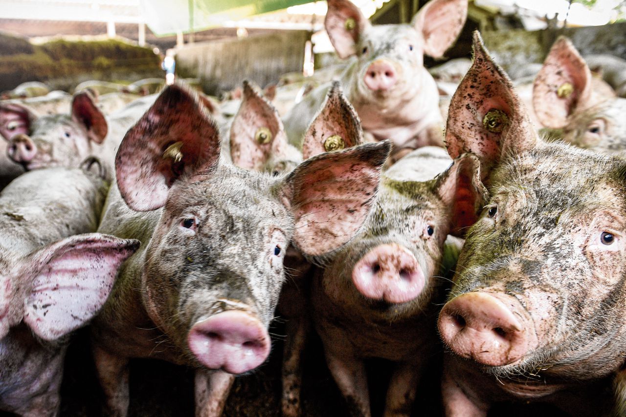 Varkens in een halfopen stal in Duitsland. Varkens zijn bevattelijk voor vogelgriep, waardoor het risico bestaat dat het virus zich hierin aanpast aan zoogdieren.