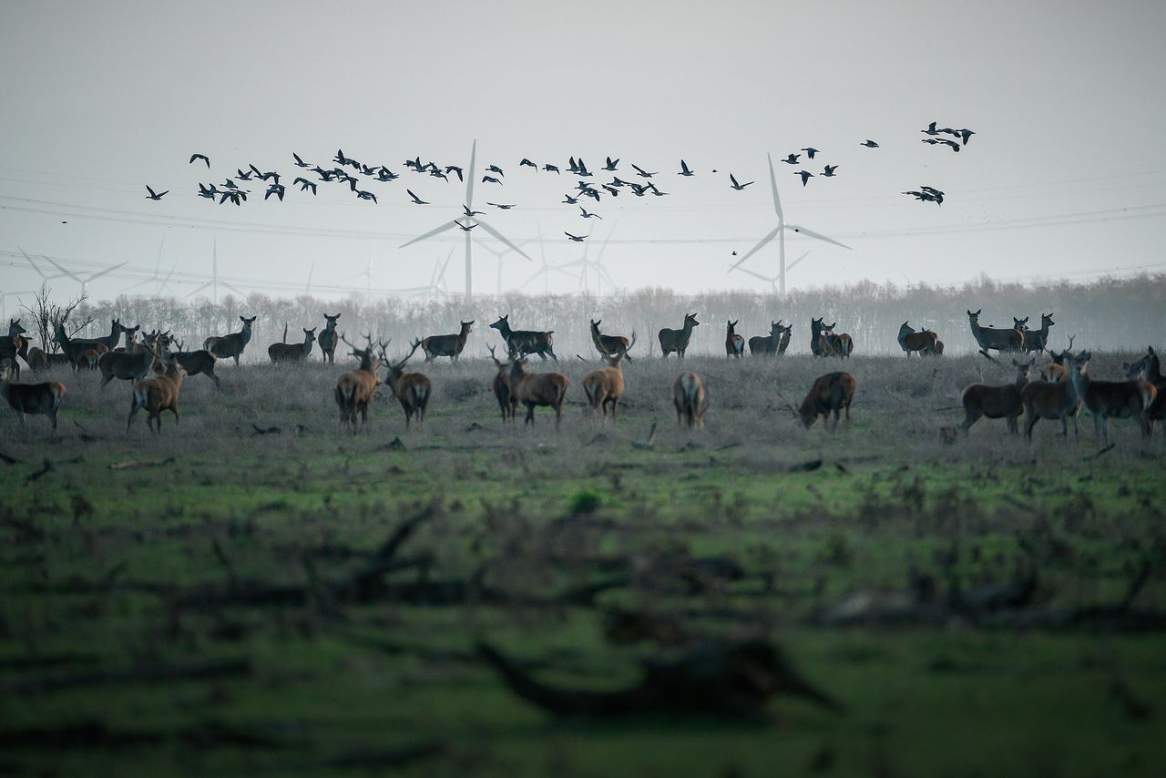 Een roedel herten, in 2018 in de Oostvaardersplassen.