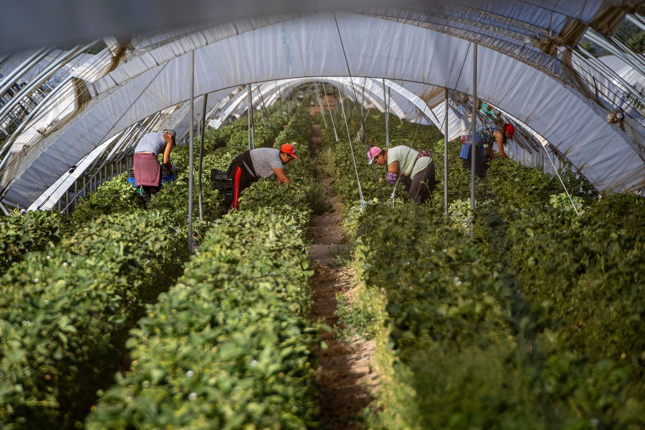 Aardbeienteelt in Doñana.