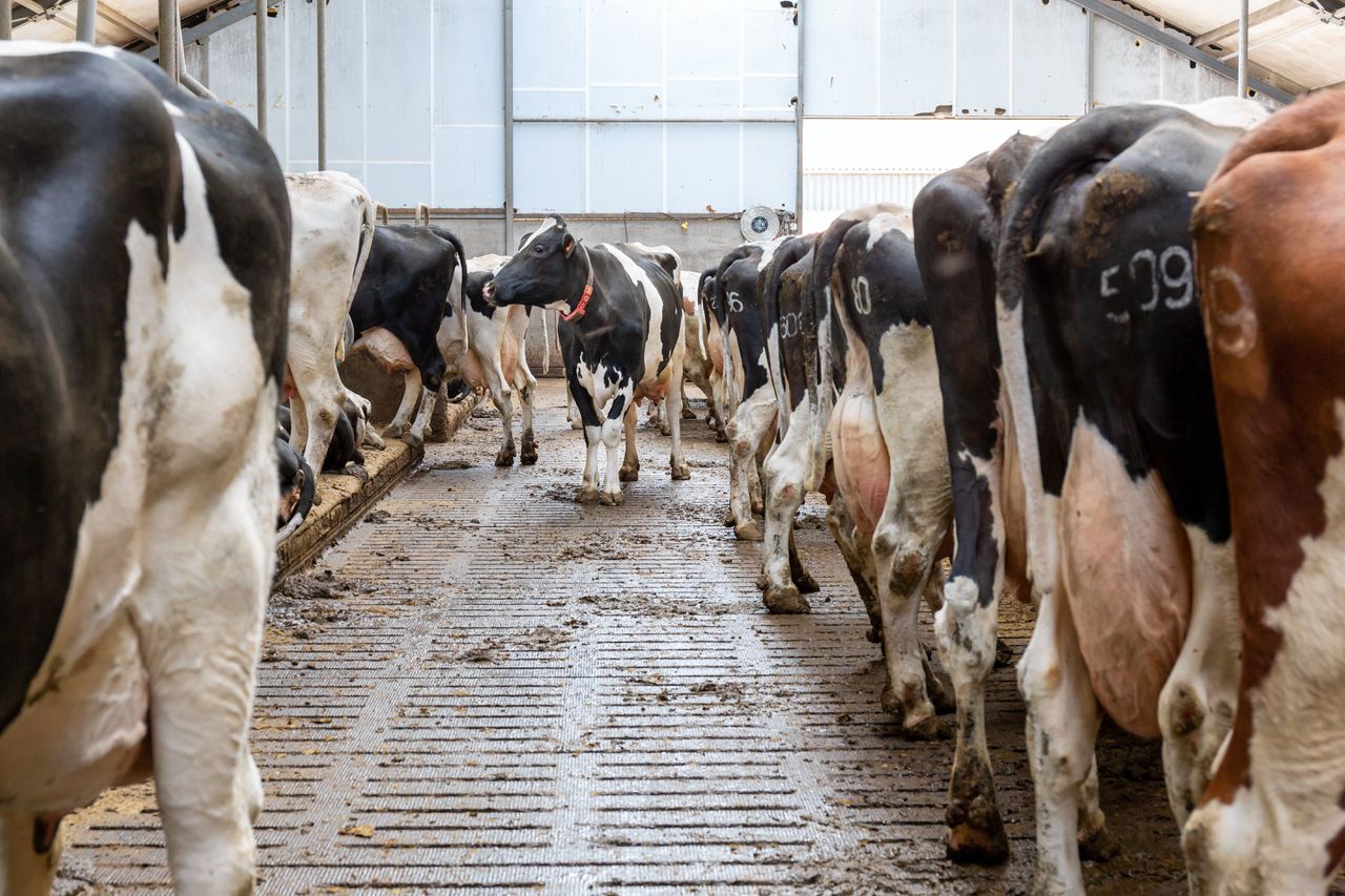 Met name over de stalvloeren die melkveehouders gebruiken zijn de WUR-onderzoekers zeer kritisch.