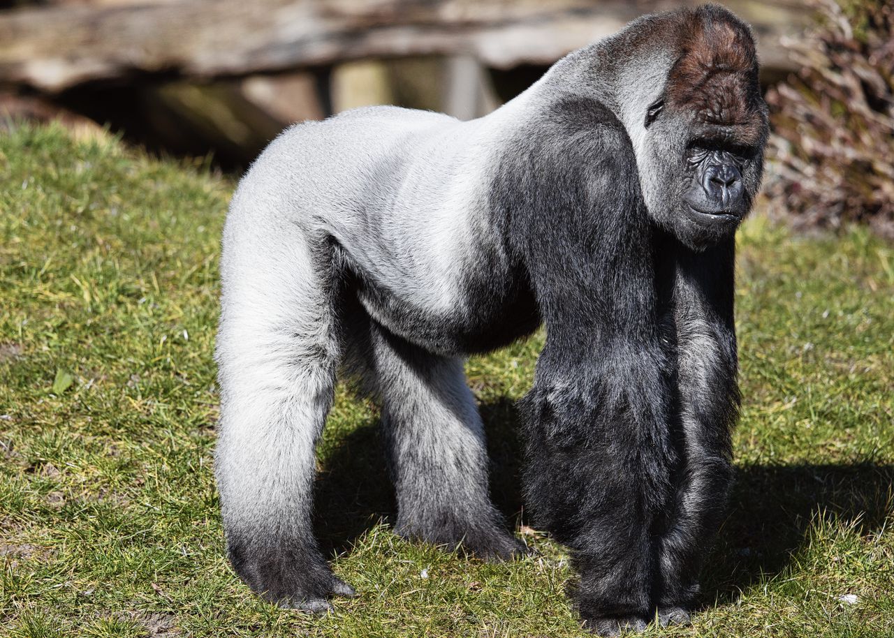 Gorilla Bokito tijdens de viering van zijn twintigste verjaardag.