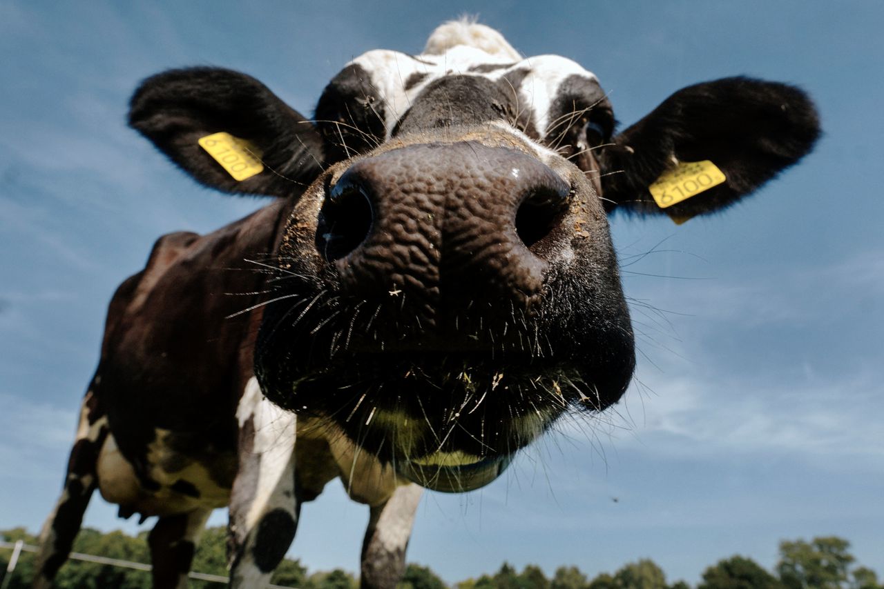 De stikstofneerslag in kwetsbare natuurgebieden in Nederland komt voor 46 procent van de landbouw.