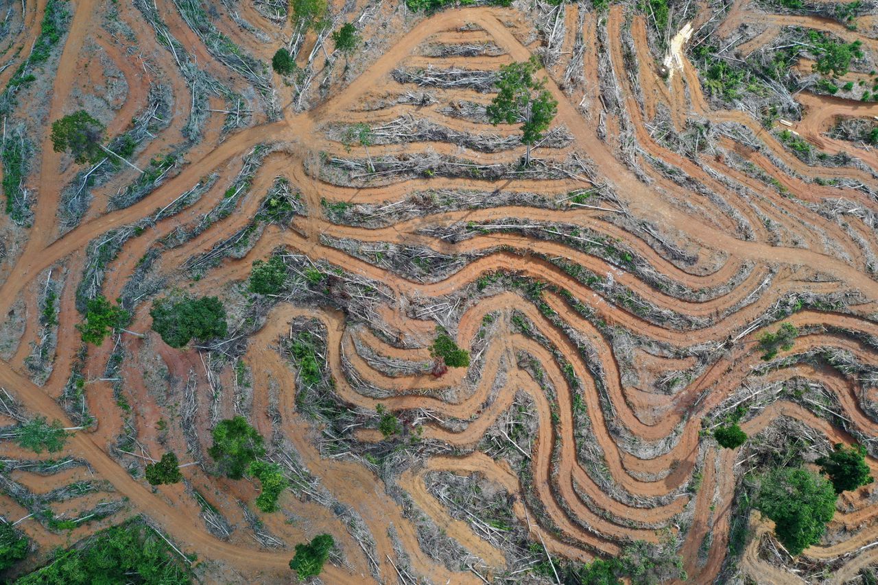 Plantage voor palmolie in Indonesië.