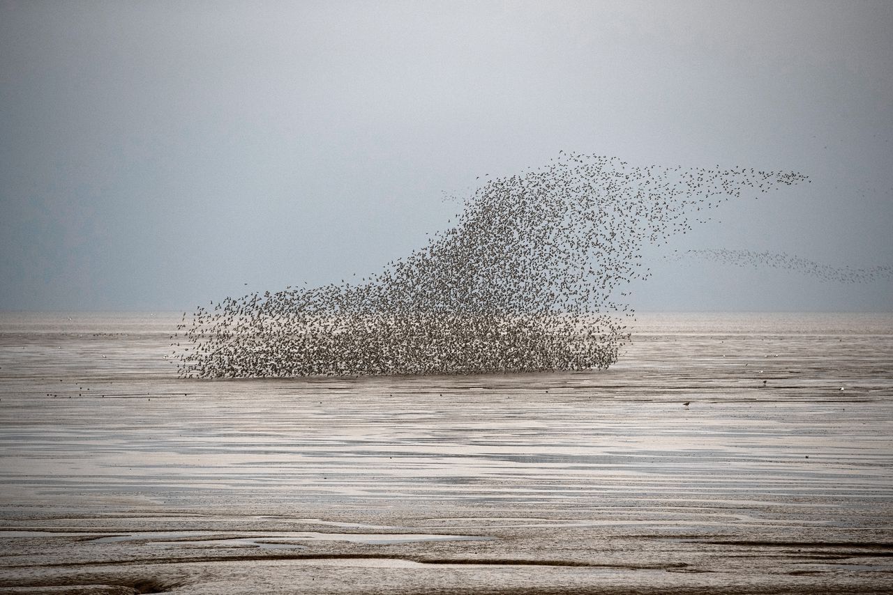 Een groep kanoeten op de Wash, een natuurgebied aan de Engelse Noordzeekust.