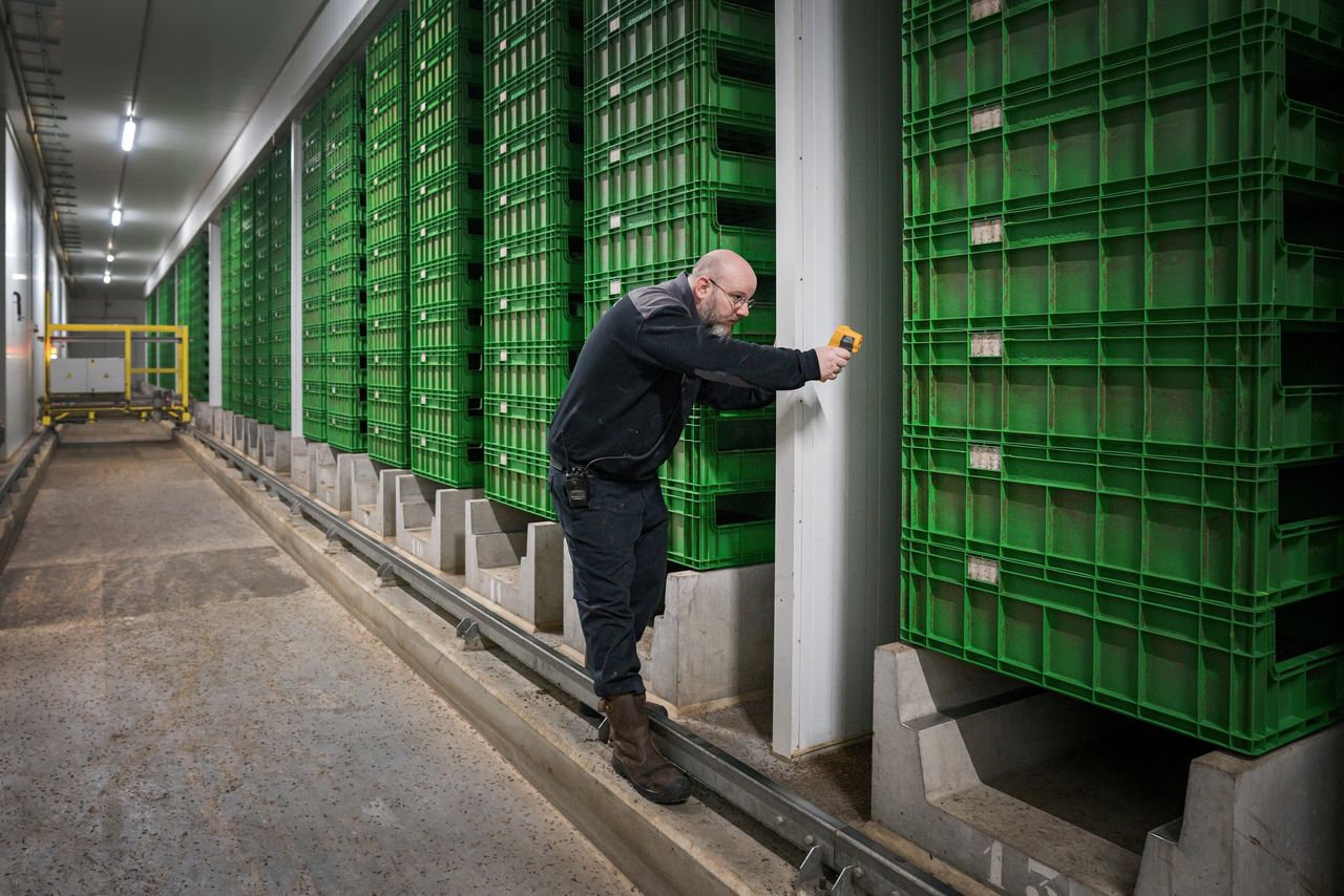 Een medewerker controleert de temperatuur van de bakken met larven.