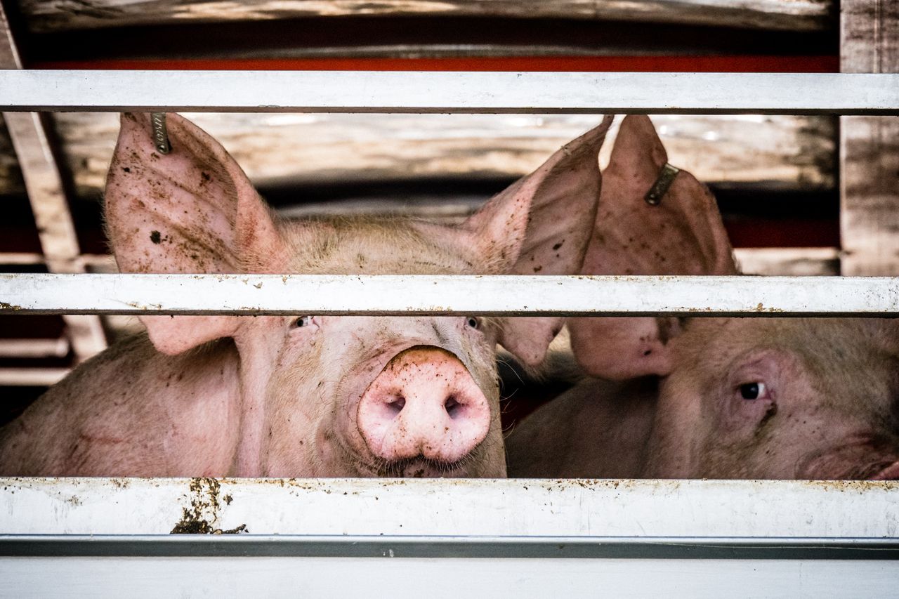 Varkens bij een vleesverwerker in Boxtel.