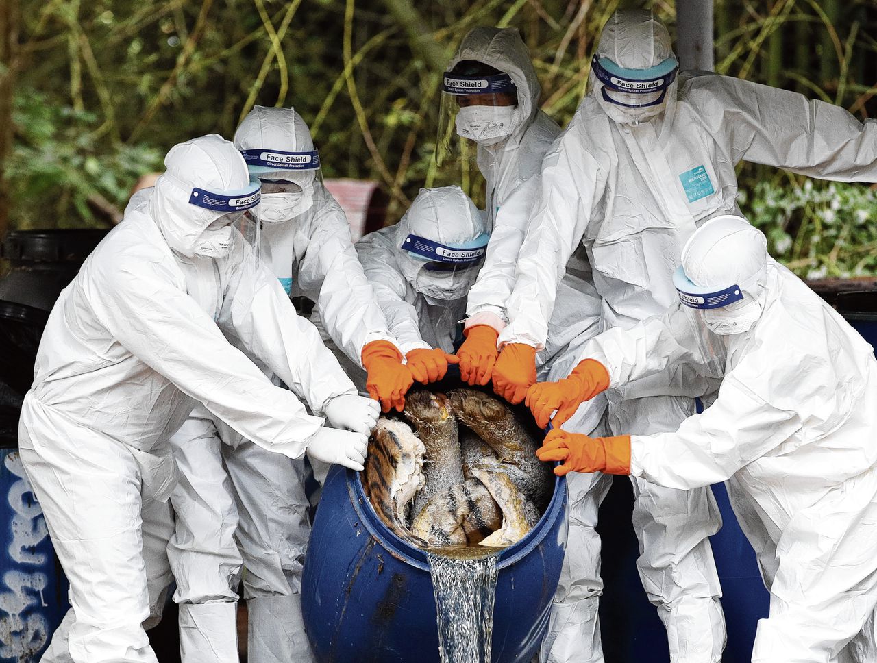 Thaise ambtenaren gieten formaldehyde uit een ton met het karkas van een gestorven illegaal gehouden tijger.