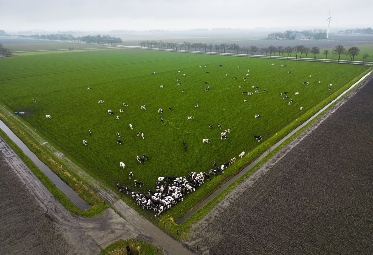 Koeien in de Noordoostpolder. Het Landbouwakkoord draait om de verduurzaming van de agrarische sector.