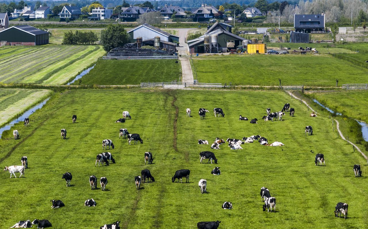 Weiland met koeien bij Lekkerkerk. Binnen de intensieve veehouderij wordt over weinig anders dan de piekbelastersaanpak gesproken.