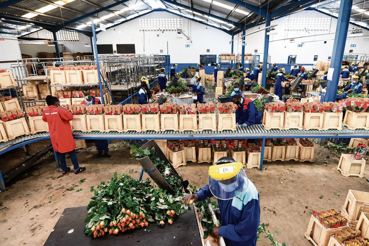 Werknemers verpakken rozen klaar voor export op de bloemenkwekerij Maridadi in Naivasha, Kenia.