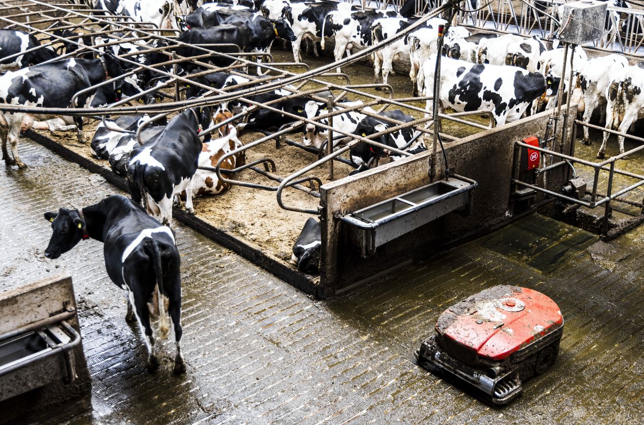 Een emissiearme stal van een melkveehouders in Bleskensgraaf. De effectiviteit ervan is een groot twistpunt in de Brabantse coalitievorming.