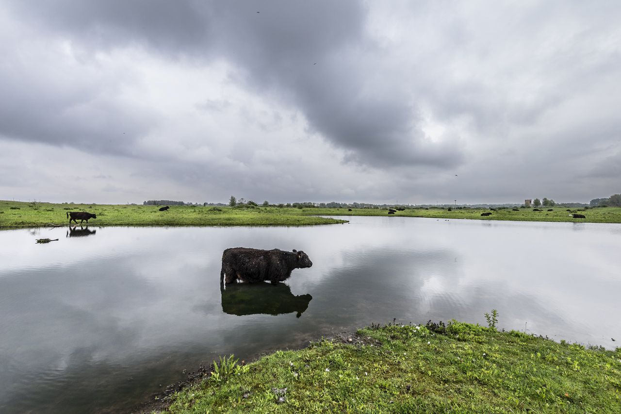 Een weiland aan de oevers van de Maas eerder dit jaar.