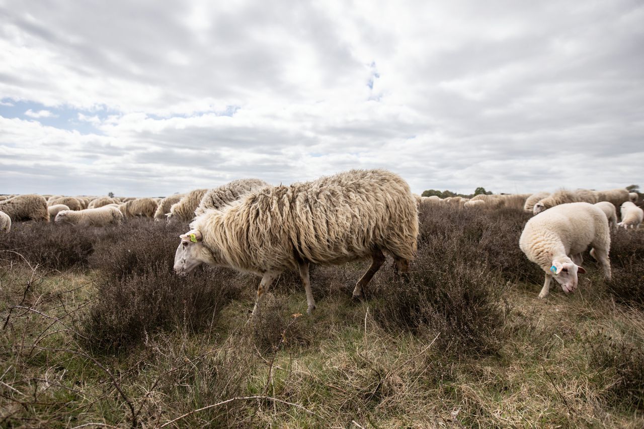 De schapen van herder Aart van den Brandhof.