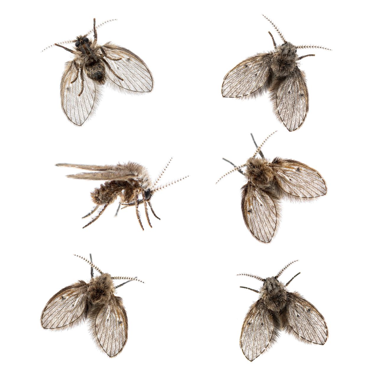 Insect van het Jaar: de wc-motmug (Clogmia albipunctata)