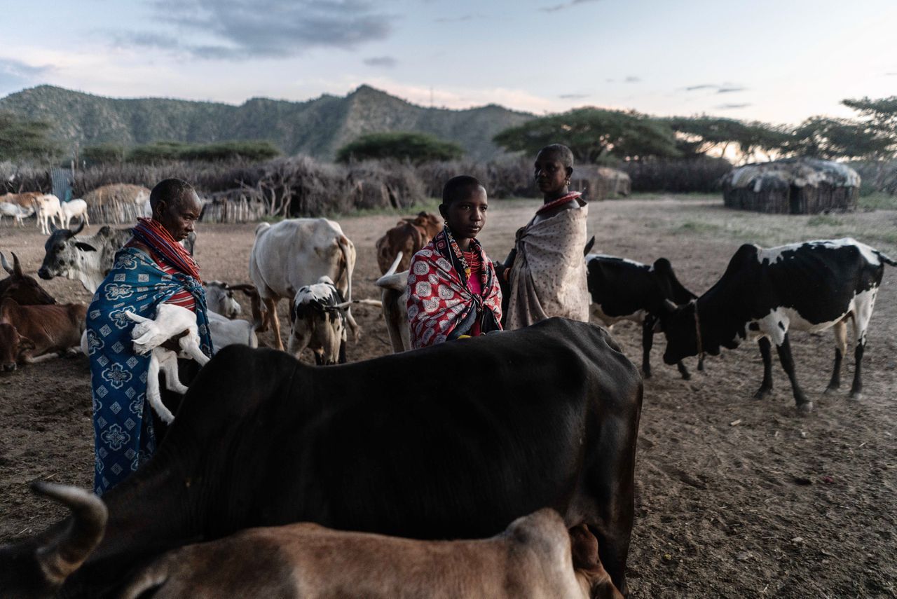 Het noorden van Kenia leed bijna vijf jaar onder extreme droogte. Onlangs viel er eindelijk weer regen. De herders in het gebied hebben trekken lessen uit de