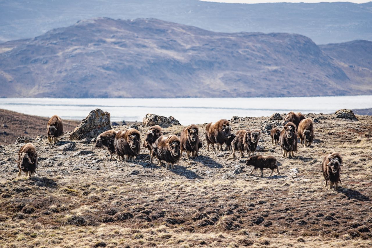 Een kudde muskusossen in het westen van Groenland. Begrazing voorkomt dat dwergberken en struikwilgen opkomen, die andere vegetatie verdringen.