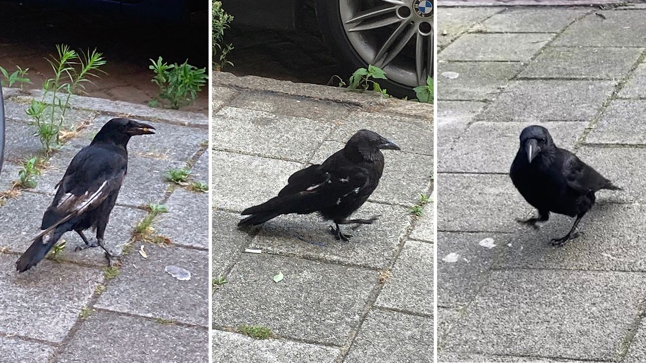 De kraai in haveloze toestand (de twee foto’s links, uit 2022), en na een jaar goede verzorging (rechts).