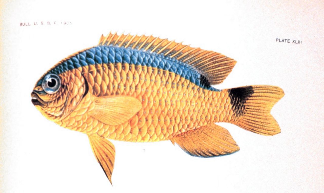 Illustratie uit The Fishes of Samoa van David Starr Jordan.