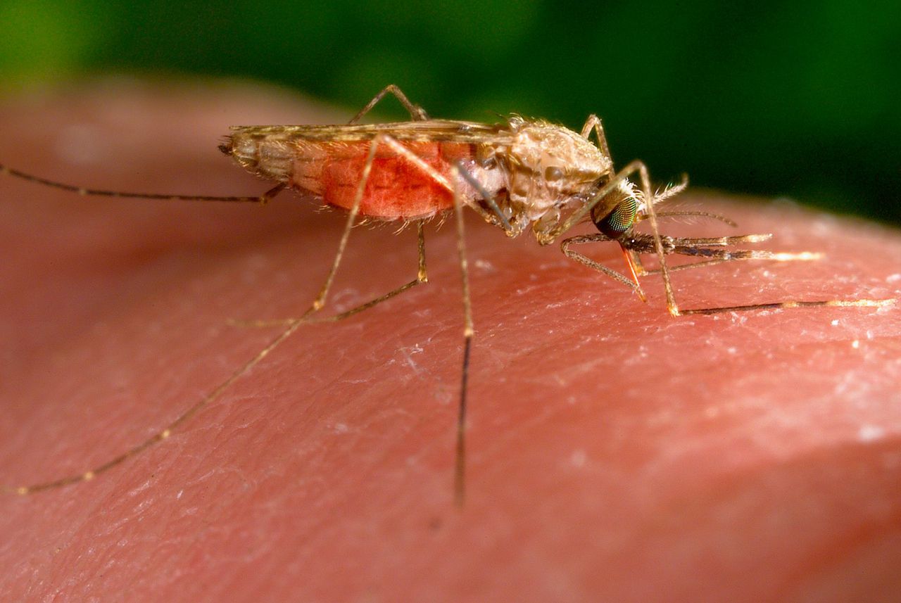 Malaria wordt veroorzaakt door parasieten die het lichaam binnendringen via een beet van een vrouwelijke Anopheles mug.