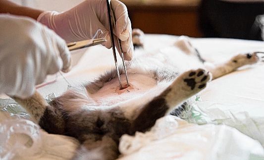 Om een poes te steriliseren is een ingrijpende operatie nodig. Dat is duur en belastend voor de kat.