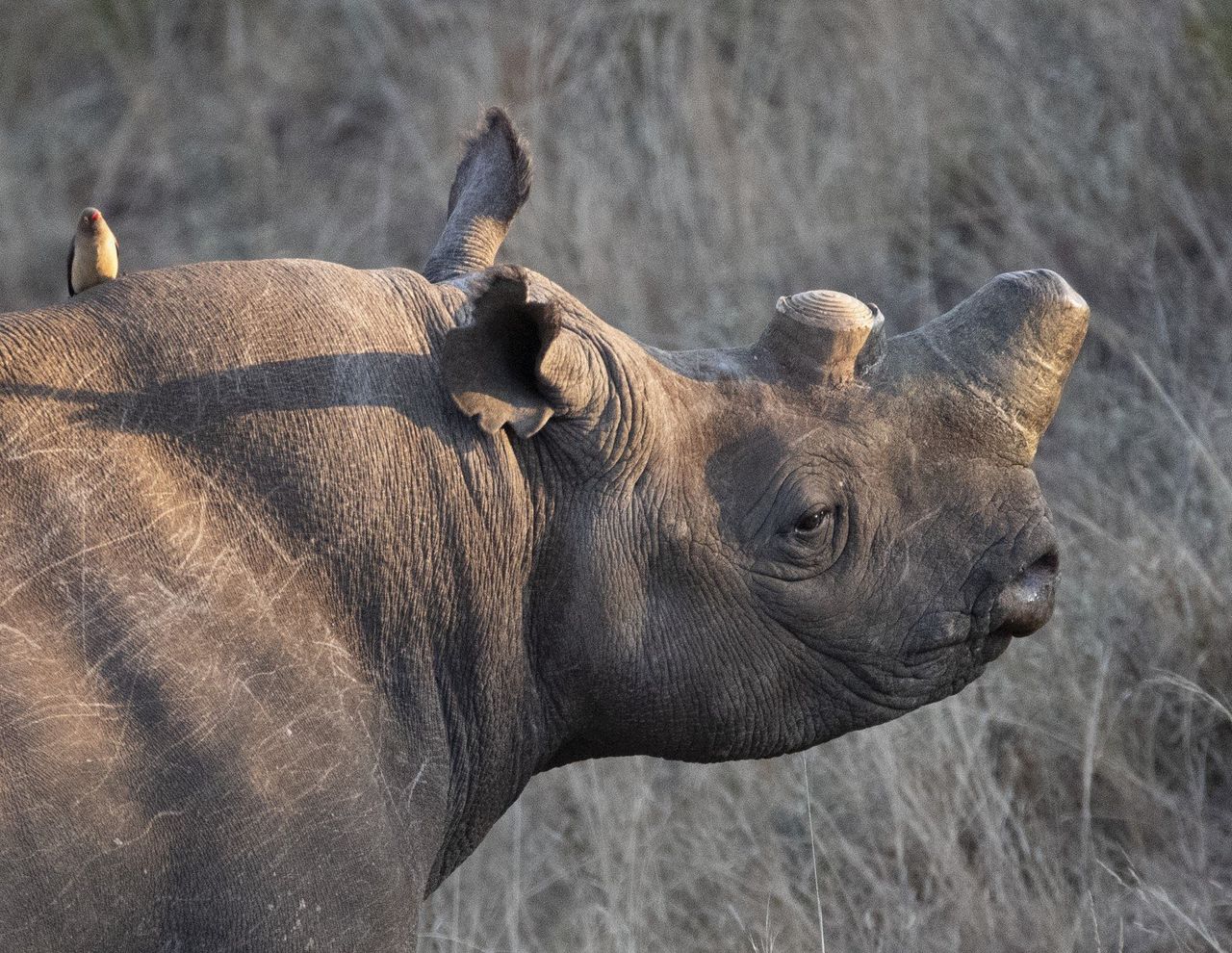 Een onthoornde zwarte neushoorn. Van het dier zijn naar schatting nog vijfduizend individuen over.