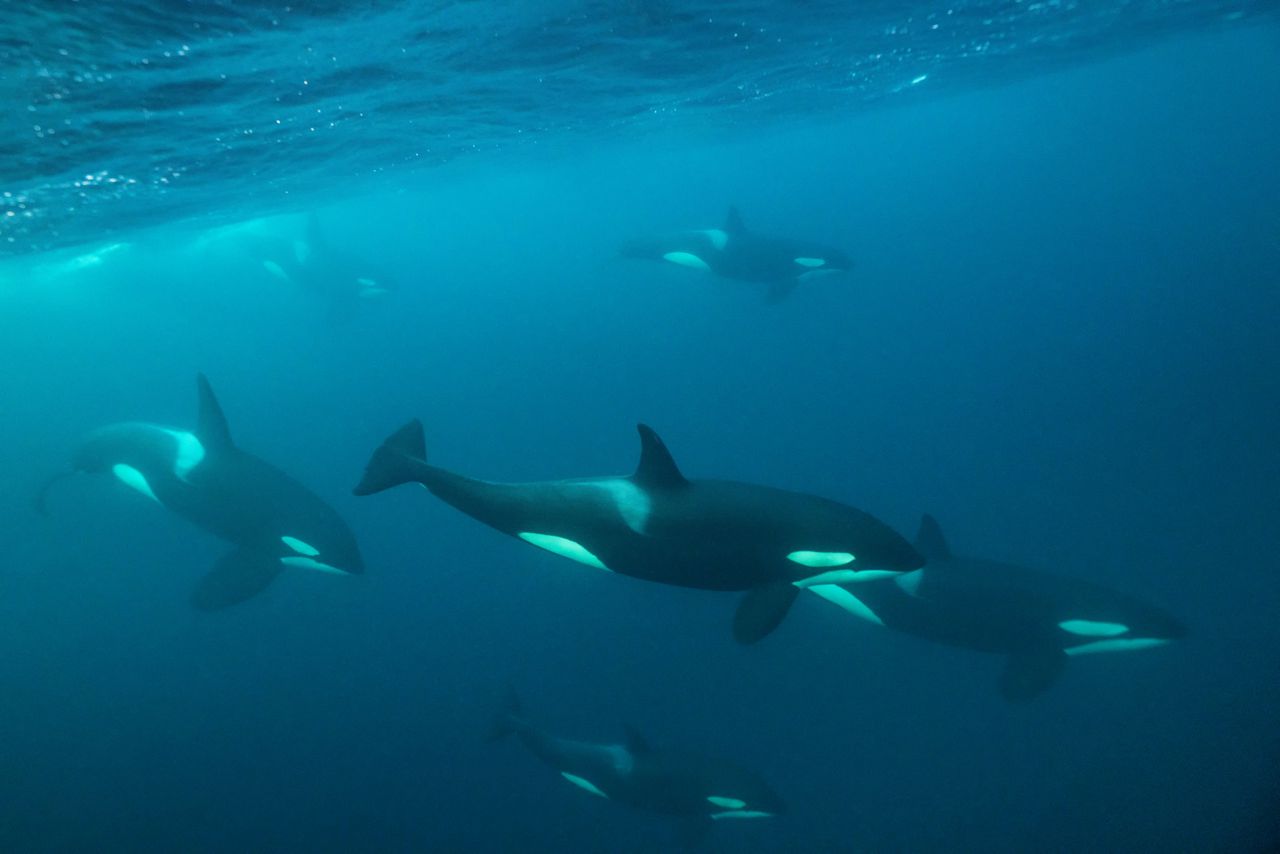 „Het klopt dat er spanning is tussen vissers en orka’s”, aldus marien bioloog Jeroen Hoekendijk.