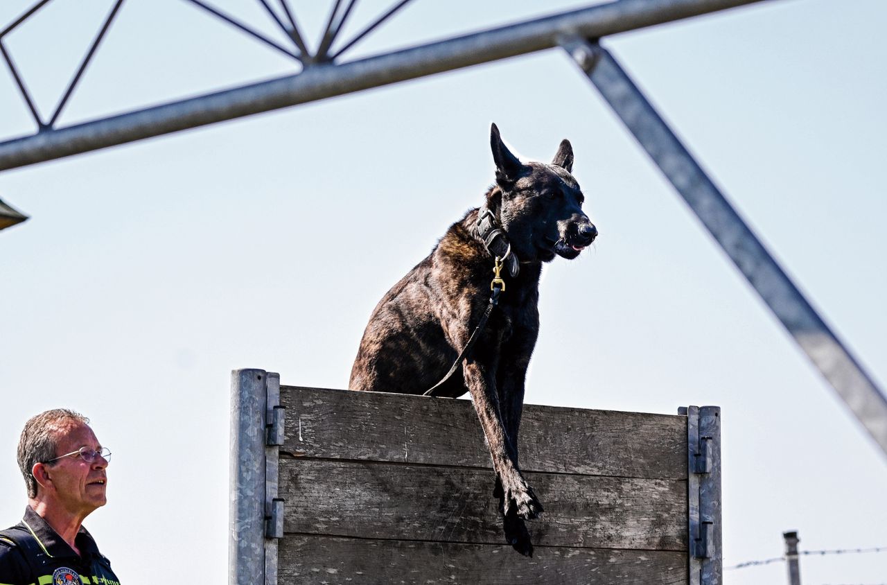 Hondengeleider Albert de Vries met Hollandse herder Rebel, de eerste ‘vanaf pup’ vriendelijk getrainde politiehond. De politie werkt altijd met Hollandse en Mechelse herders.