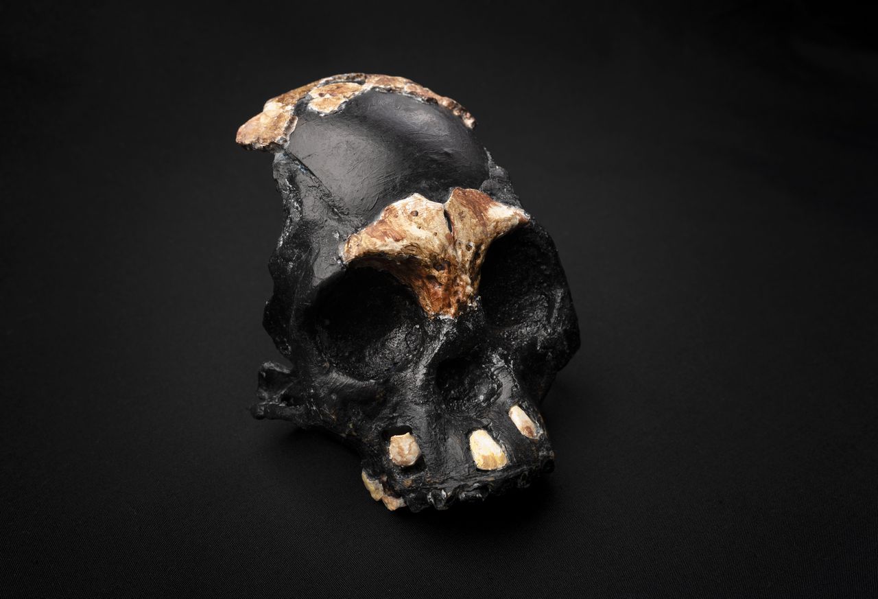 Schedel van een Homo naledi-kind, dat de bijnaam ‘Letimela’ kreeg: de ‘verlorene’ in de lokale Tswana-taal.