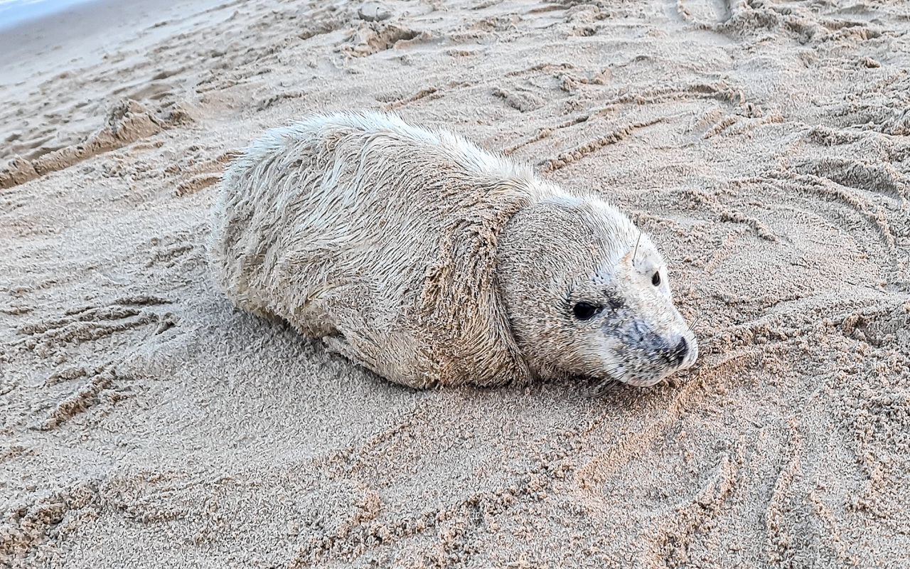 Zeehonden zijn gevoelig voor verstoringen, zoals aanrakingen van mensen.