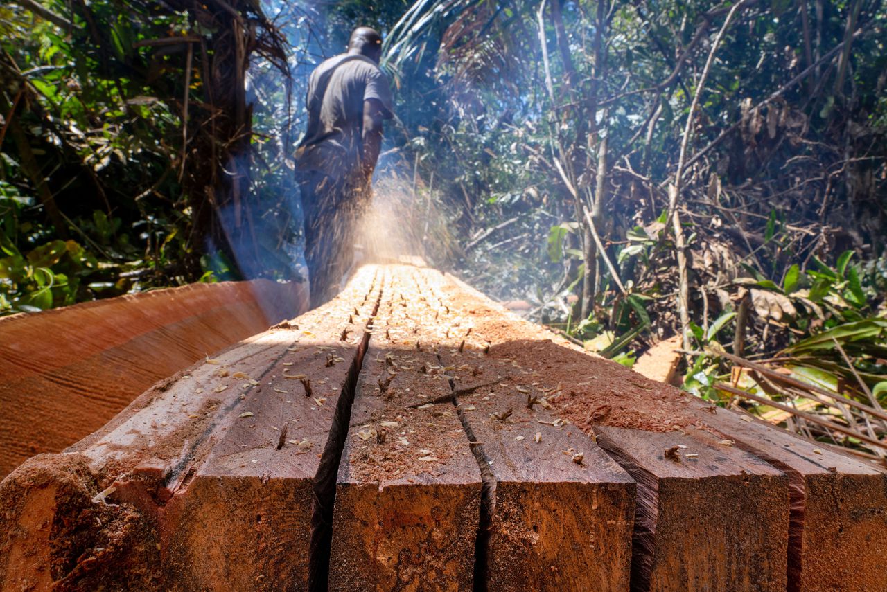 Houtkap in Ghana. In het West-Afrikaanse land is de ontbossing in 2022 toegenomen, vooral ten behoeve van de cacaoteelt.