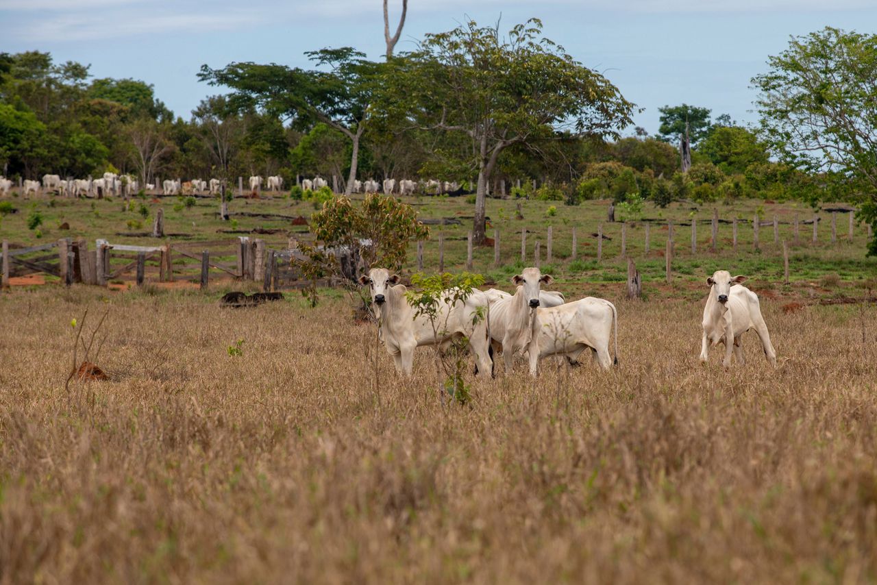 Runderen grazen op een ranch in het Nascente da Serra do Cachimbo reservaat.