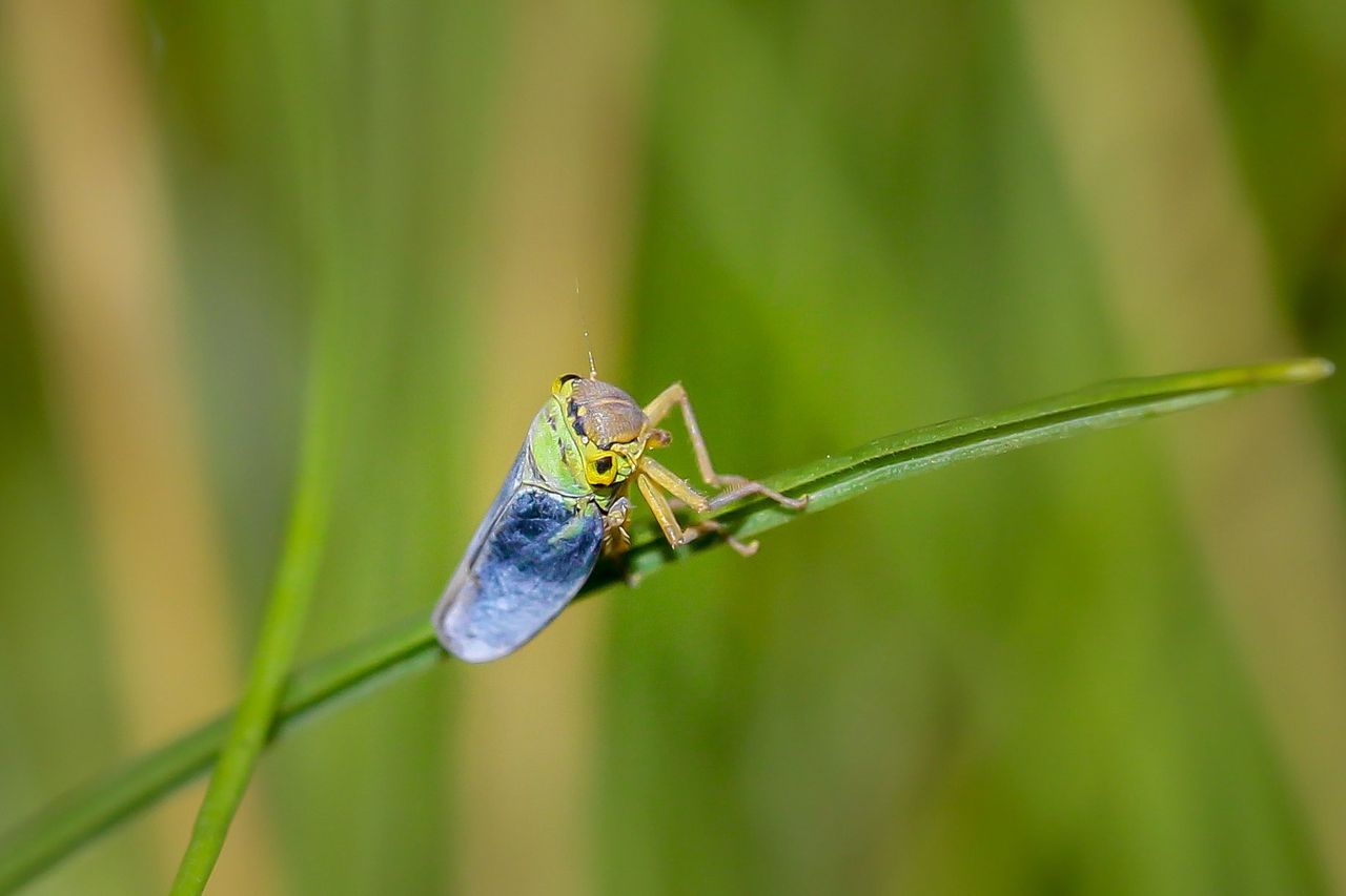 Groene rietcicade (Cicadella viridis)