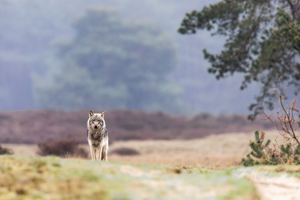 Een wolf in het Nationaal Park De Hoge Veluwe. Er zijn meldingen over zeker één wolf die niet meer wegrent voor mensen.