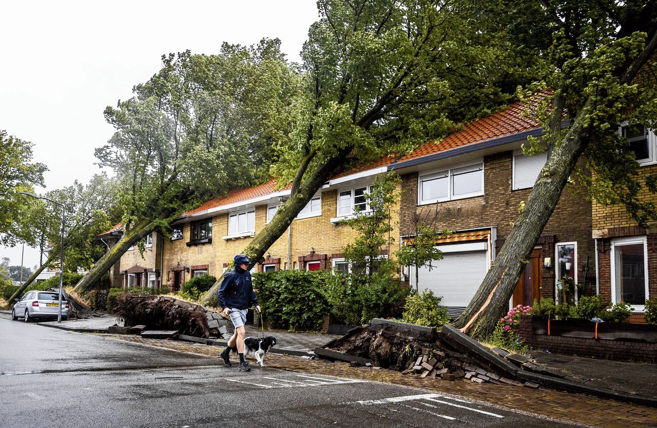 De bomen in de Molijnstraat in Haarlem zakten iets voor half negen onderuit, kinderen die op een naburige school zitten waren net gepasseerd.