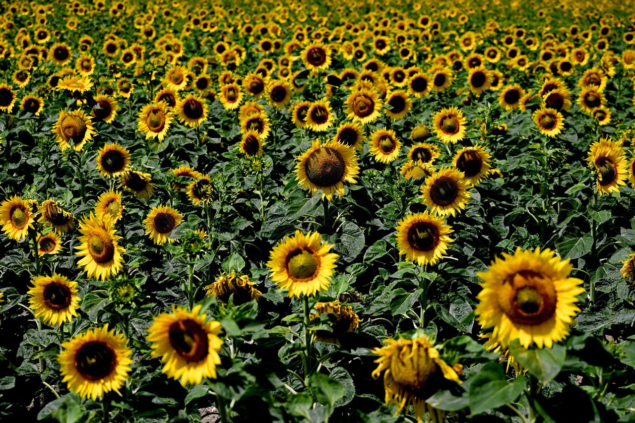 Zonnebloem is het meest verbouwde oliezaadgewas in Europa.