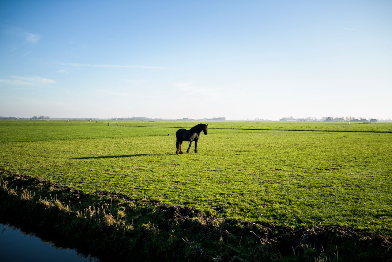 Een paard dat alleen in de wei of op stal staat ervaart ernstige stress, blijkt uit tal van onderzoeken.